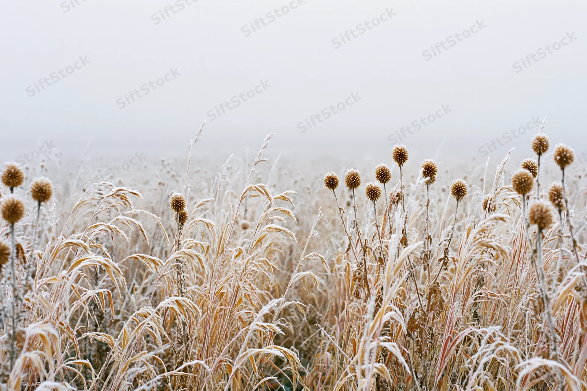 Frost-covered wild grasses and dried thistle seed heads in a misty field