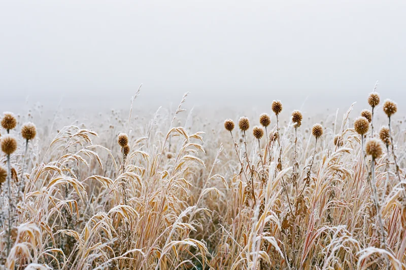 Frost-covered wild grasses and dried thistle seed heads in a misty field