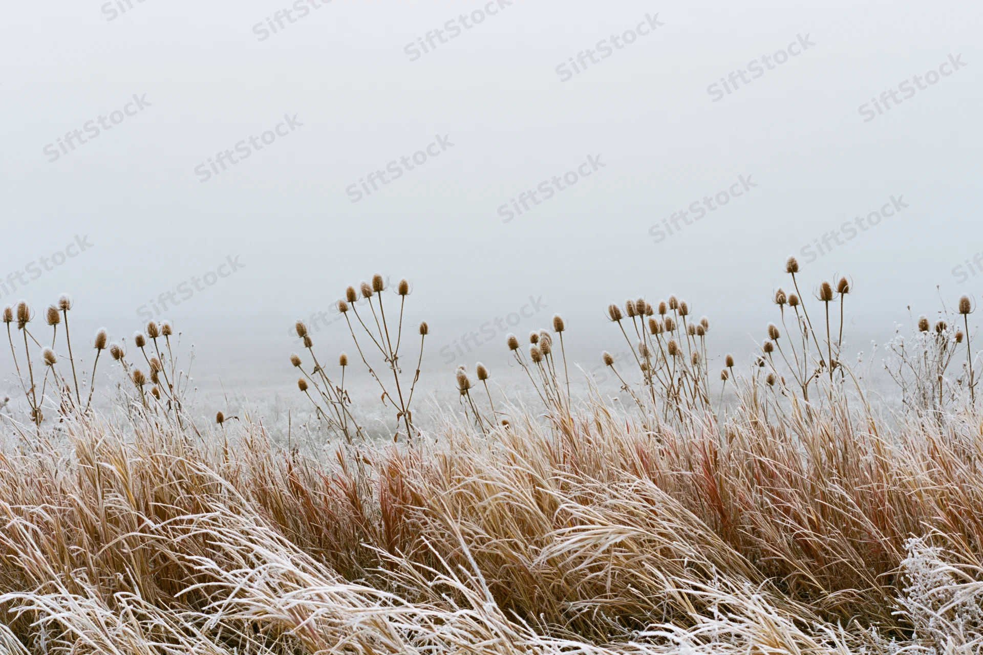 Frost-covered wild grasses and dried thistle seed heads in a winter field