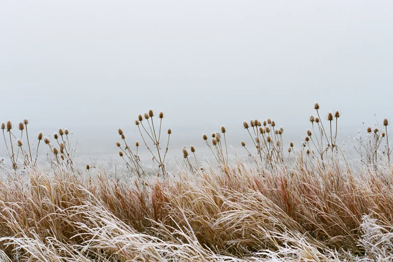 Frost-covered wild grasses and dried thistle seed heads in a winter field