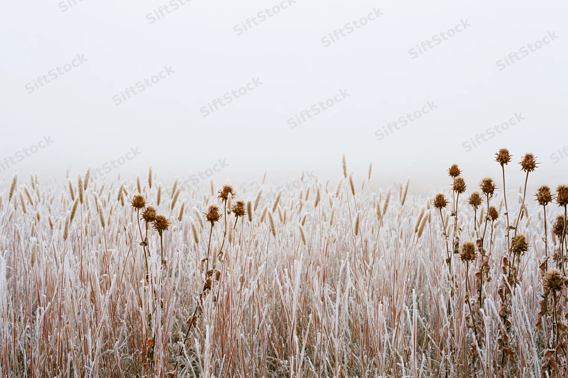 Frost-covered wild grasses and dried thistle seed heads stand in a misty field
