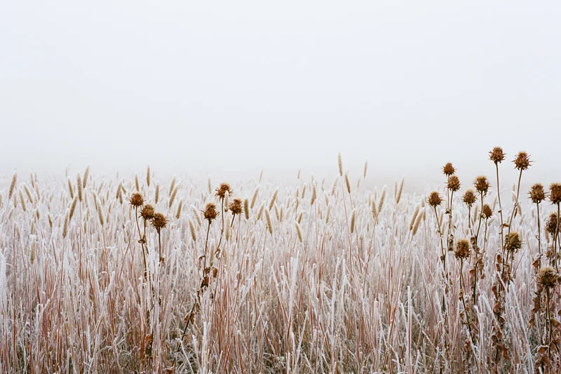 Frost-covered wild grasses and dried thistle seed heads stand in a misty field