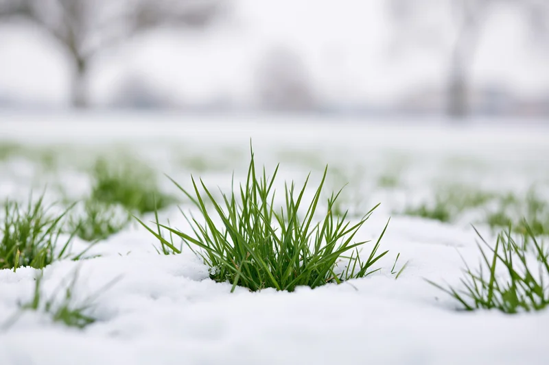 Green grass blades poking through thin layer of fresh snow on ground