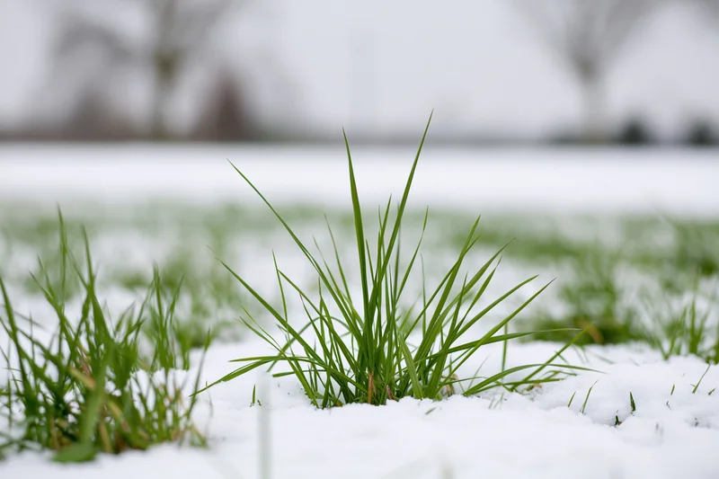 Green grass blades emerging through a thin layer of fresh white snow in a winter field