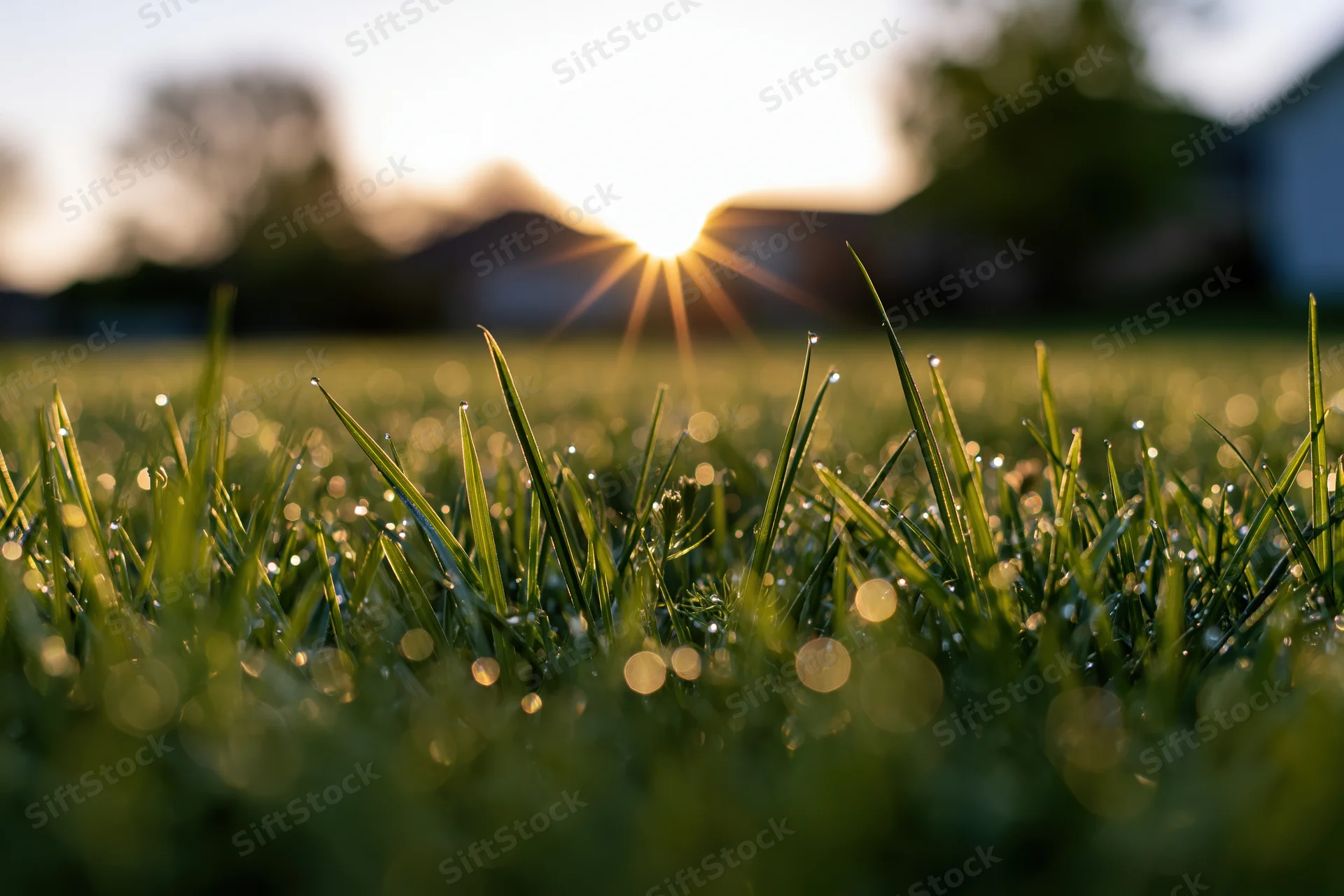Dew-covered grass blades in a field at sunrise with sunburst and bokeh background