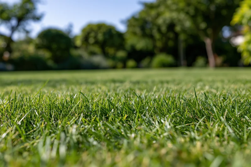 Neatly mowed green lawn in a park setting with trees and blue sky in the background