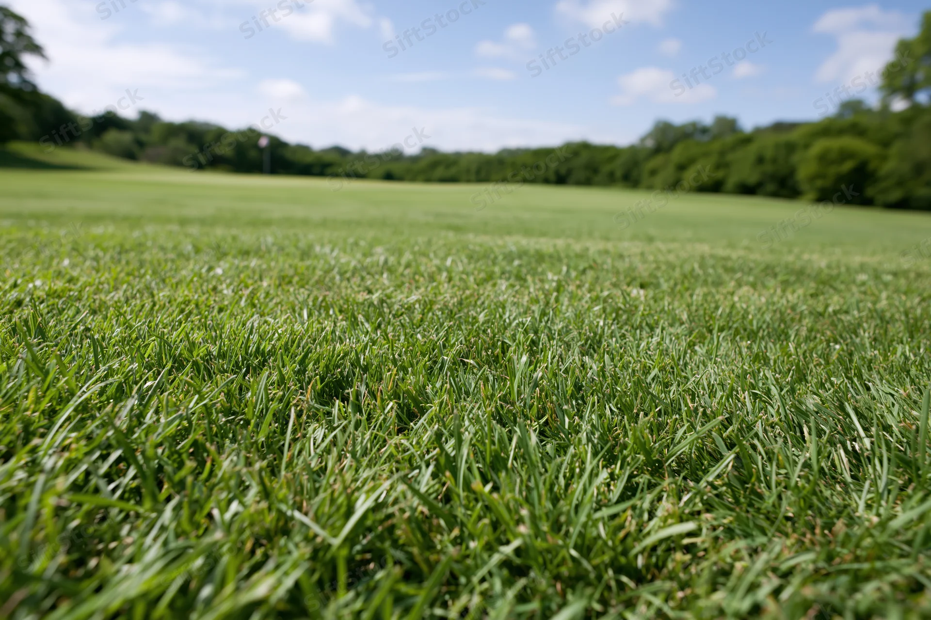 Closely mowed green grass covering a wide open field under a blue sky with scattered clouds