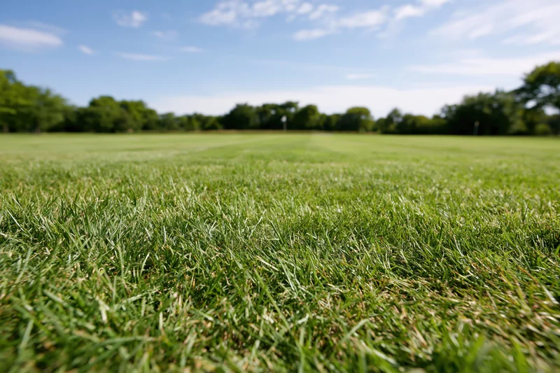 Closely mowed green grass in a park field under a blue sky with scattered clouds