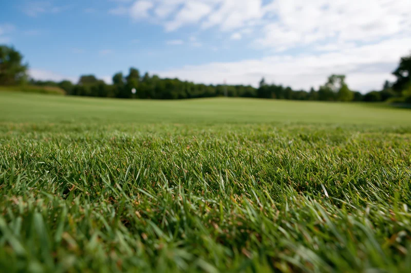 Closely mowed green grass in a field under a blue sky with scattered clouds