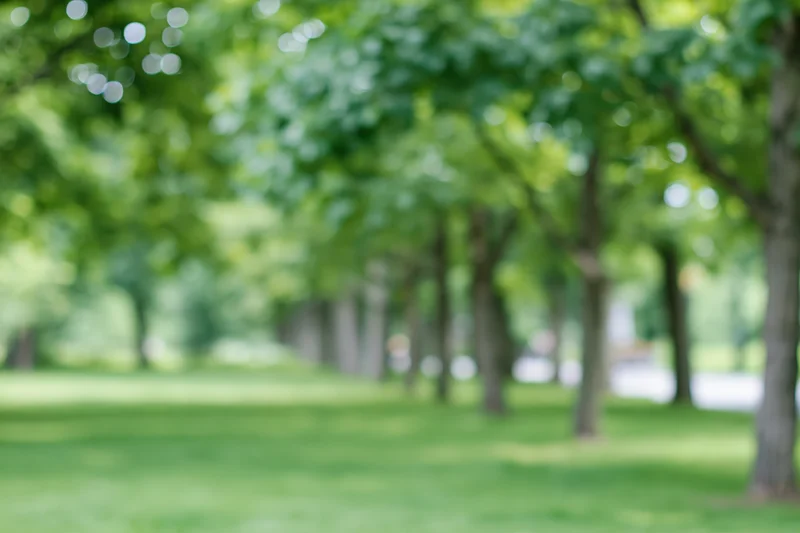 Rows of trees lining a grassy park pathway with blurred foliage and bokeh effect