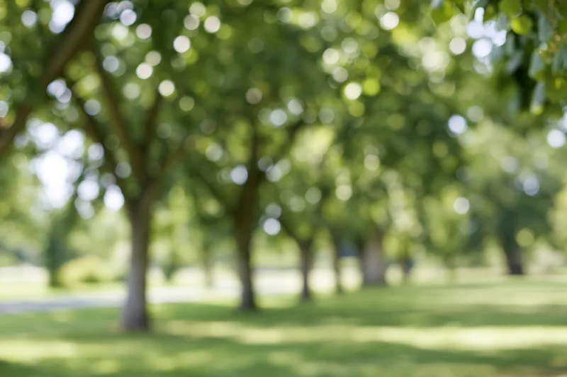 Rows of trees in a park with blurred foliage and green grass under sunlight