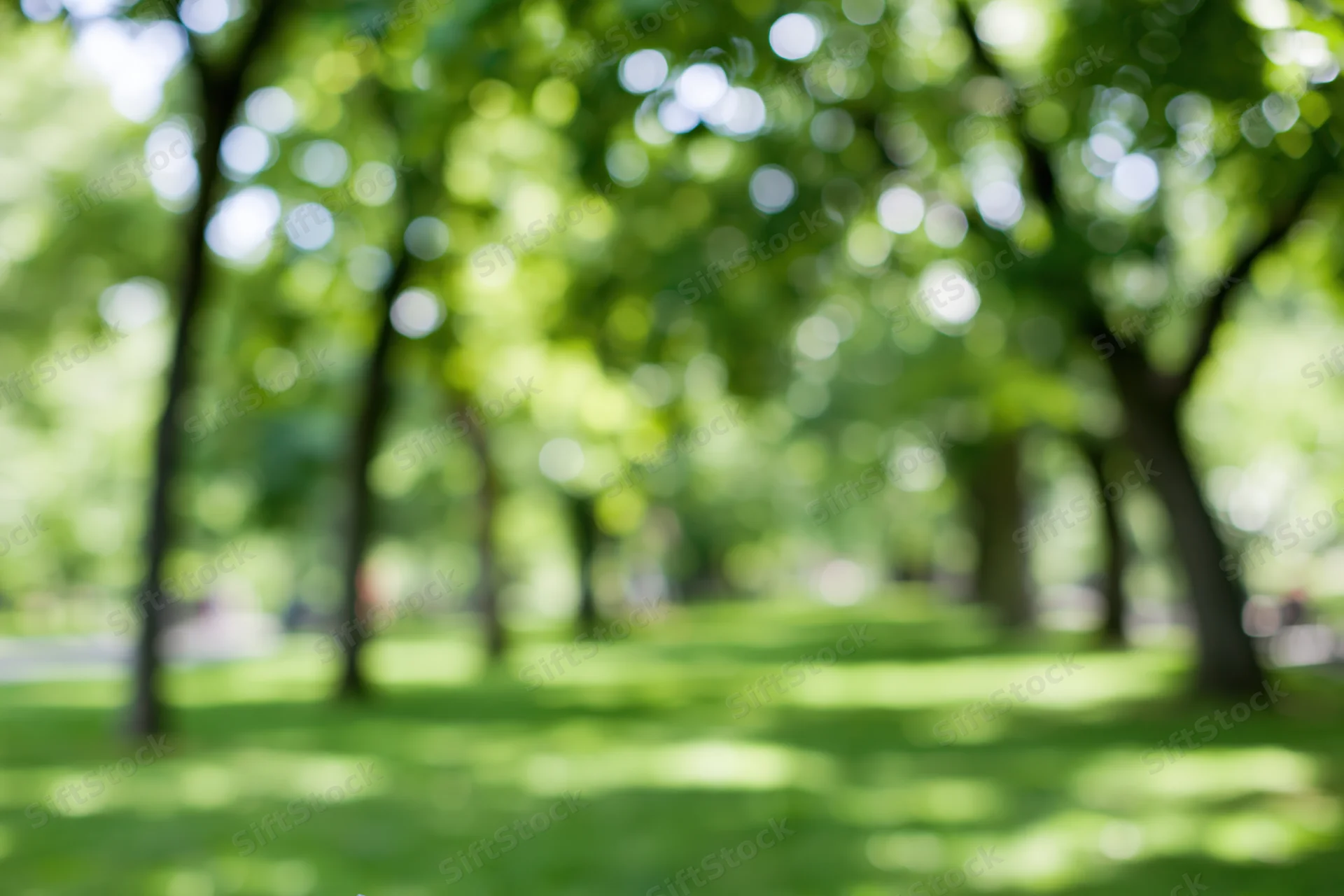 Defocused park scene with rows of trees and open grassy area under sunlight