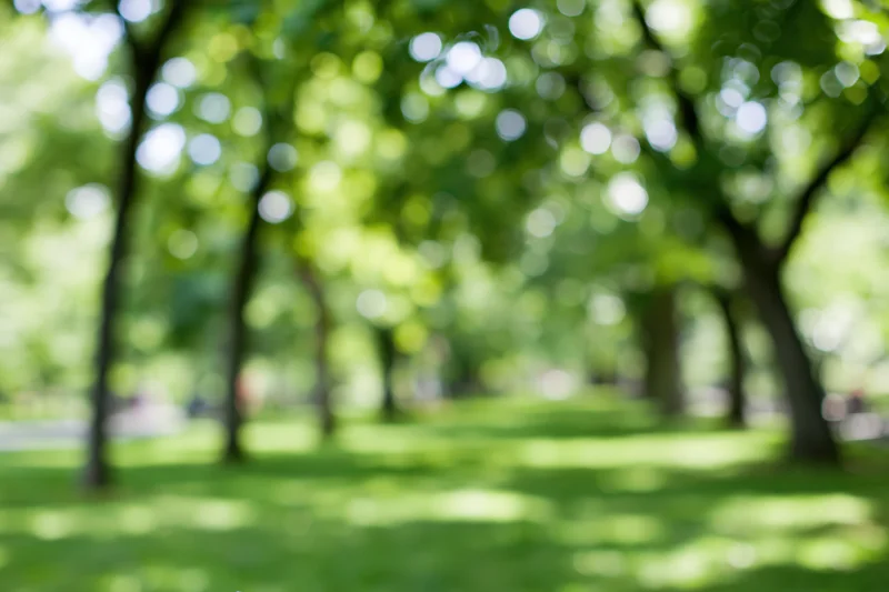 Defocused park scene with rows of trees and open grassy area under sunlight