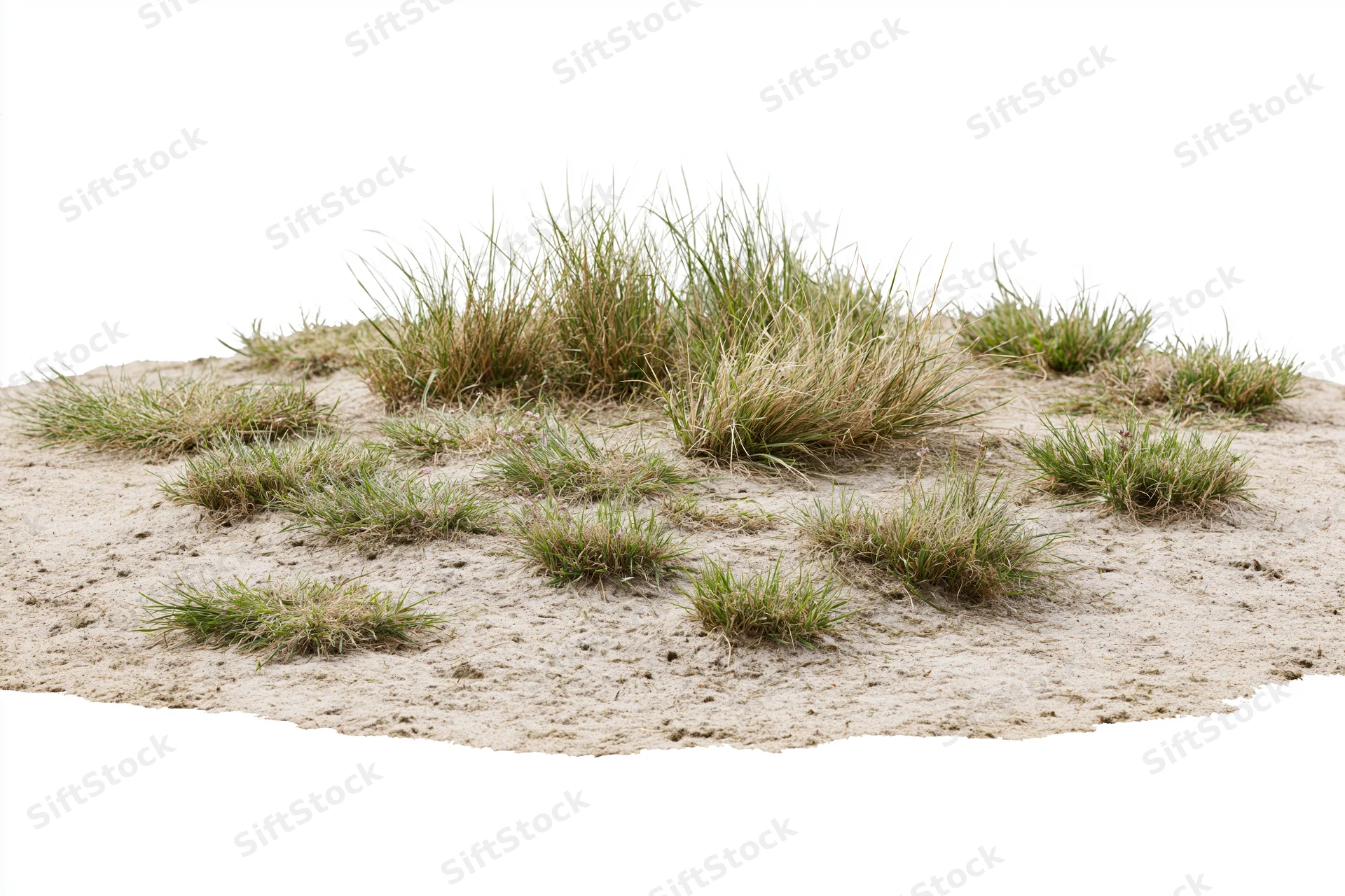 Sparse dry grass growing on bare sandy soil in an isolated patch
