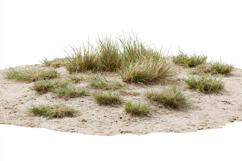 Sparse dry grass growing on bare sandy soil in an isolated patch
