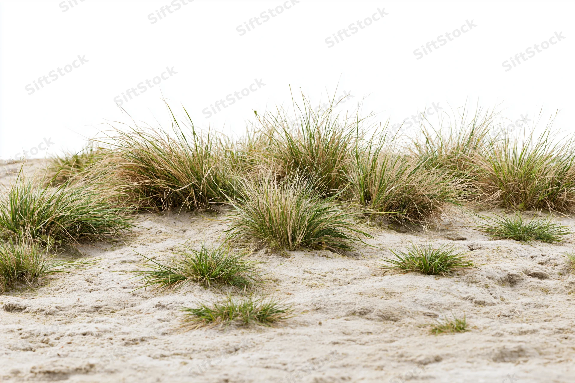 Sparse dry grass growing in clumps on bare sandy soil of a coastal dune