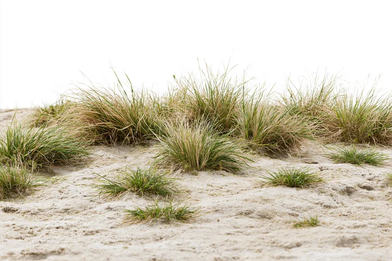 Sparse dry grass growing in clumps on bare sandy soil of a coastal dune