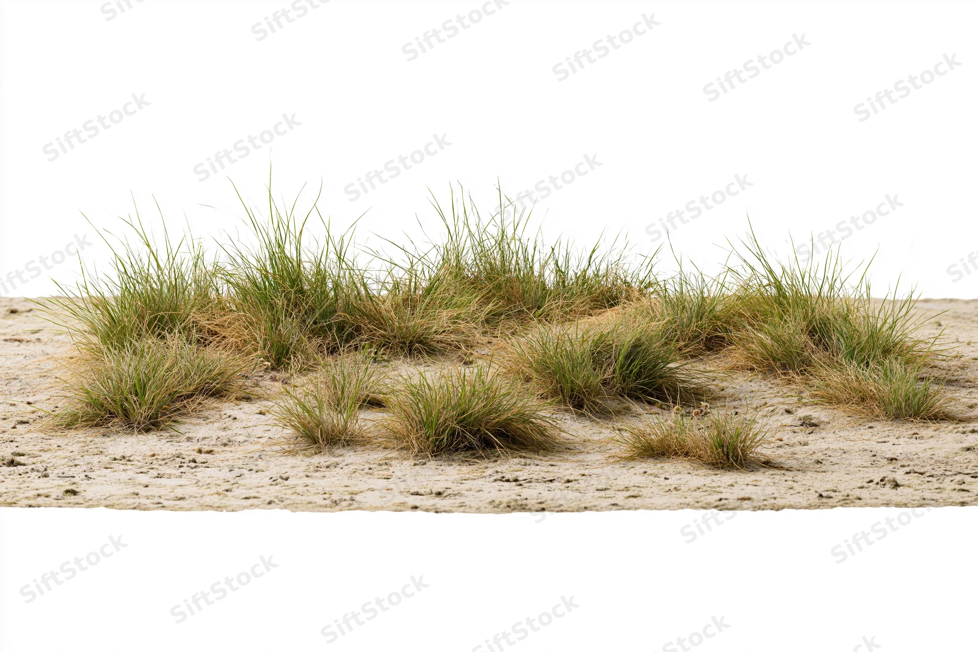 Sparse dry grass growing in patches on bare sandy soil