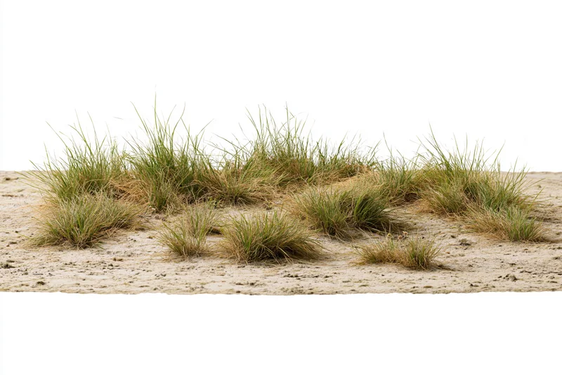 Sparse dry grass growing in patches on bare sandy soil