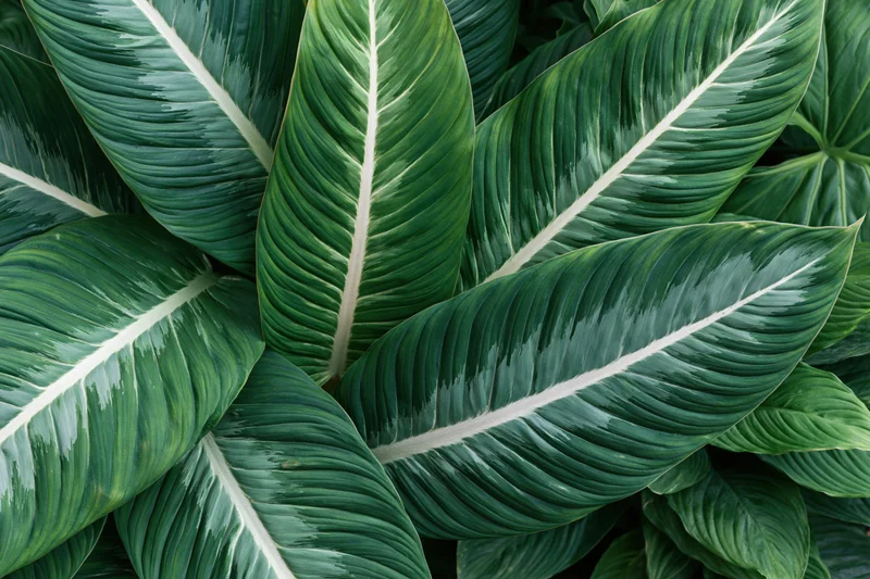 Large tropical leaves overlapping and filling the frame with green foliage
