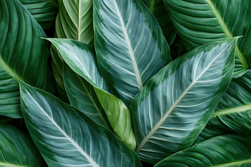 Tropical leaves overlapping and filling the frame with green foliage