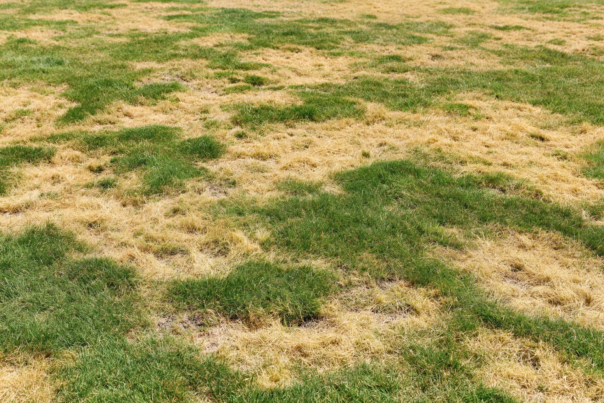 Patchy lawn with dead brown-yellow grass and green areas scattered across the yard