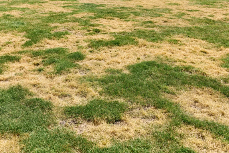 Patchy lawn with dead brown-yellow grass and green areas scattered across the yard