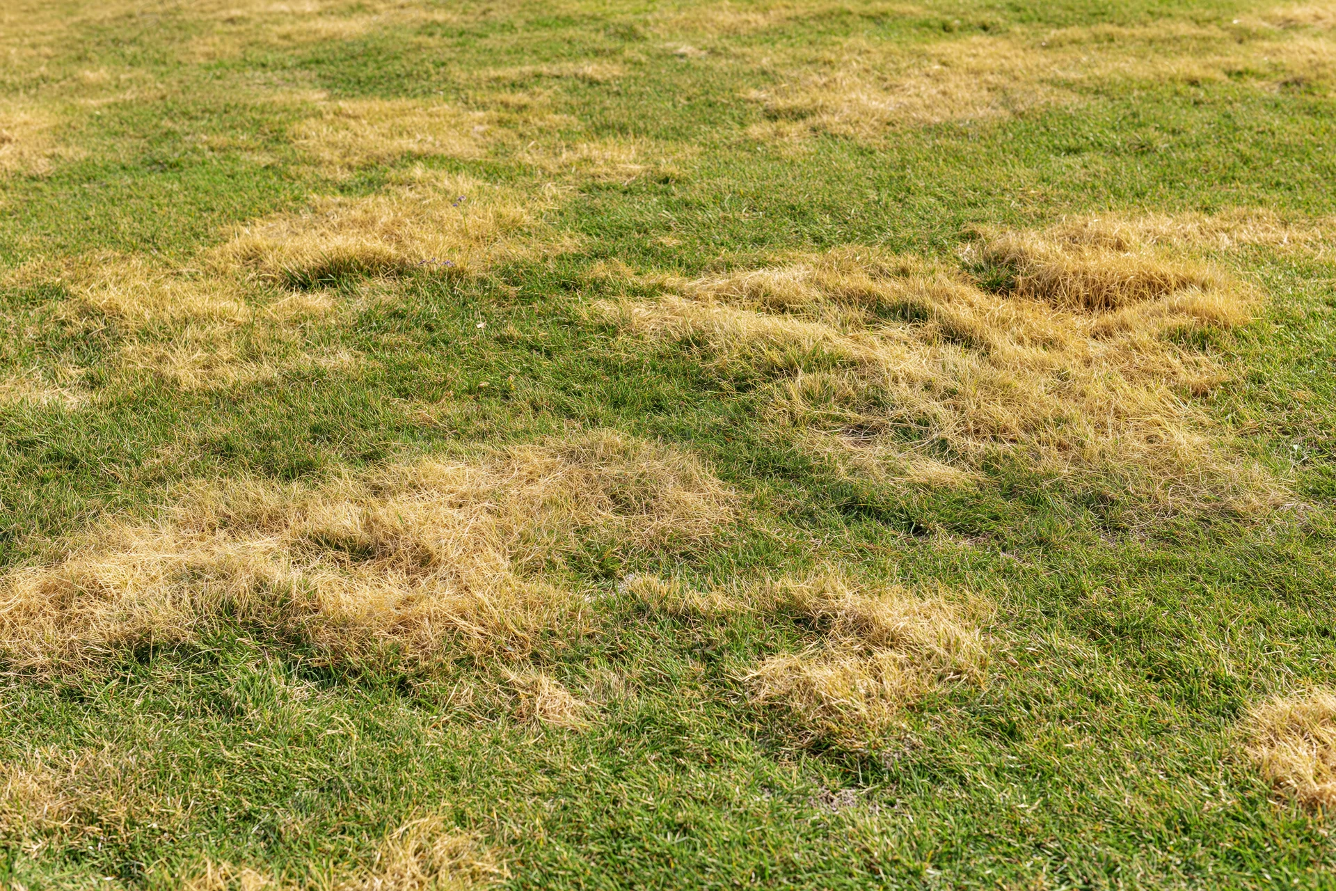 Lawn with irregular patches of dead brown-yellow grass scattered across the field