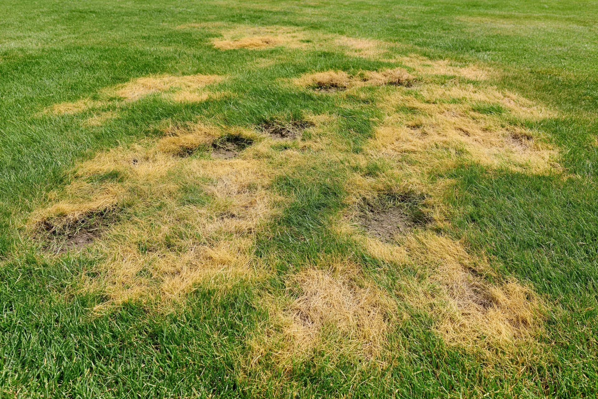 Lawn with irregular dead brown-yellow patches and exposed soil