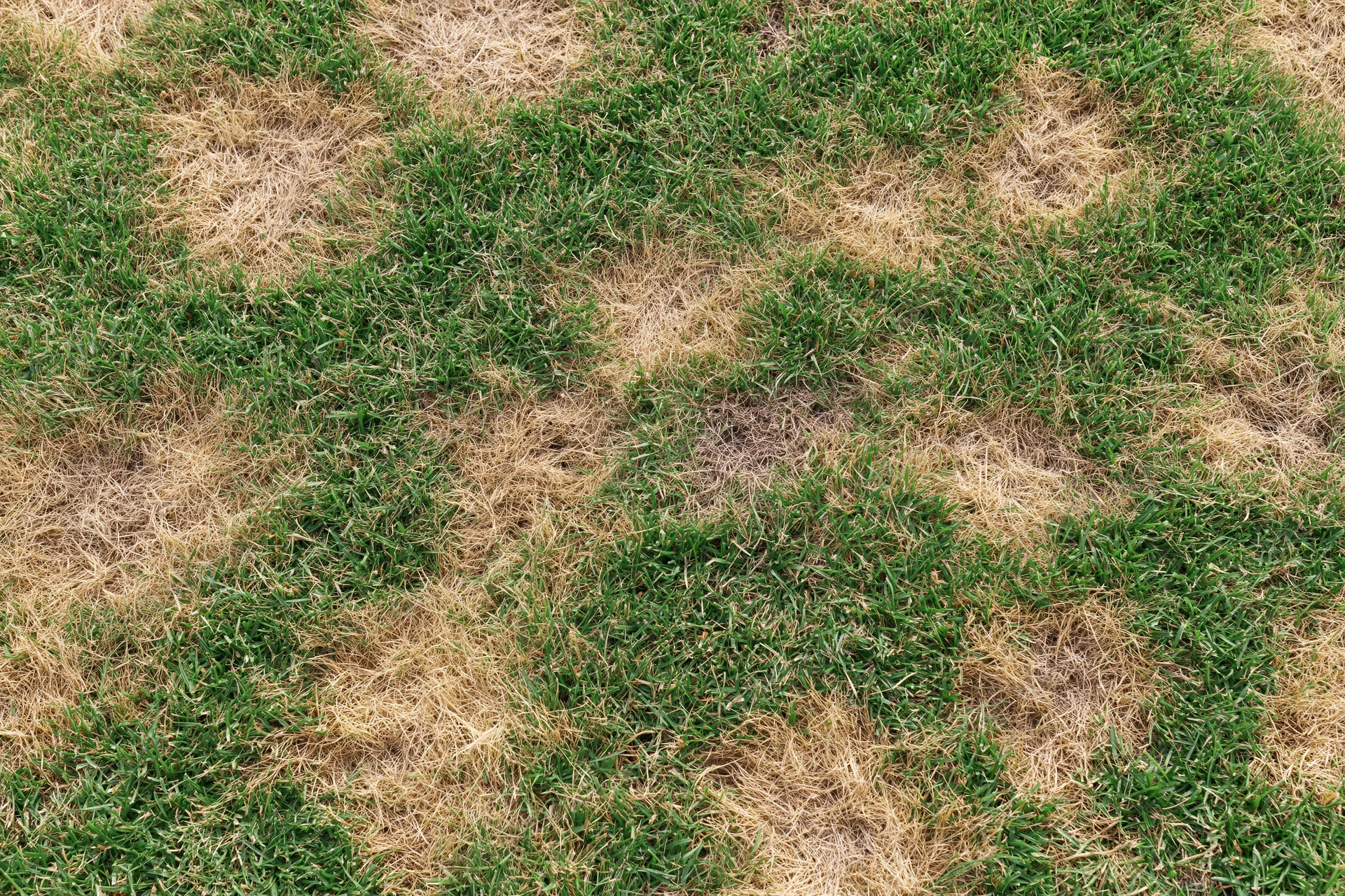 Patchy lawn with irregular dead brown-yellow areas and green grass patches scattered across the ground