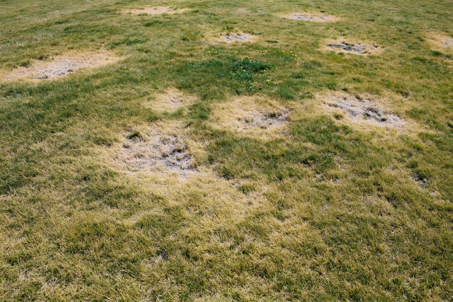 Lawn with scattered irregular dead patches across a flat yard