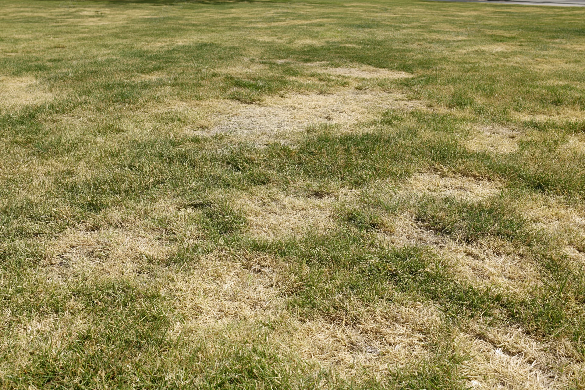 Lawn with scattered irregular dead patches across a flat yard surface