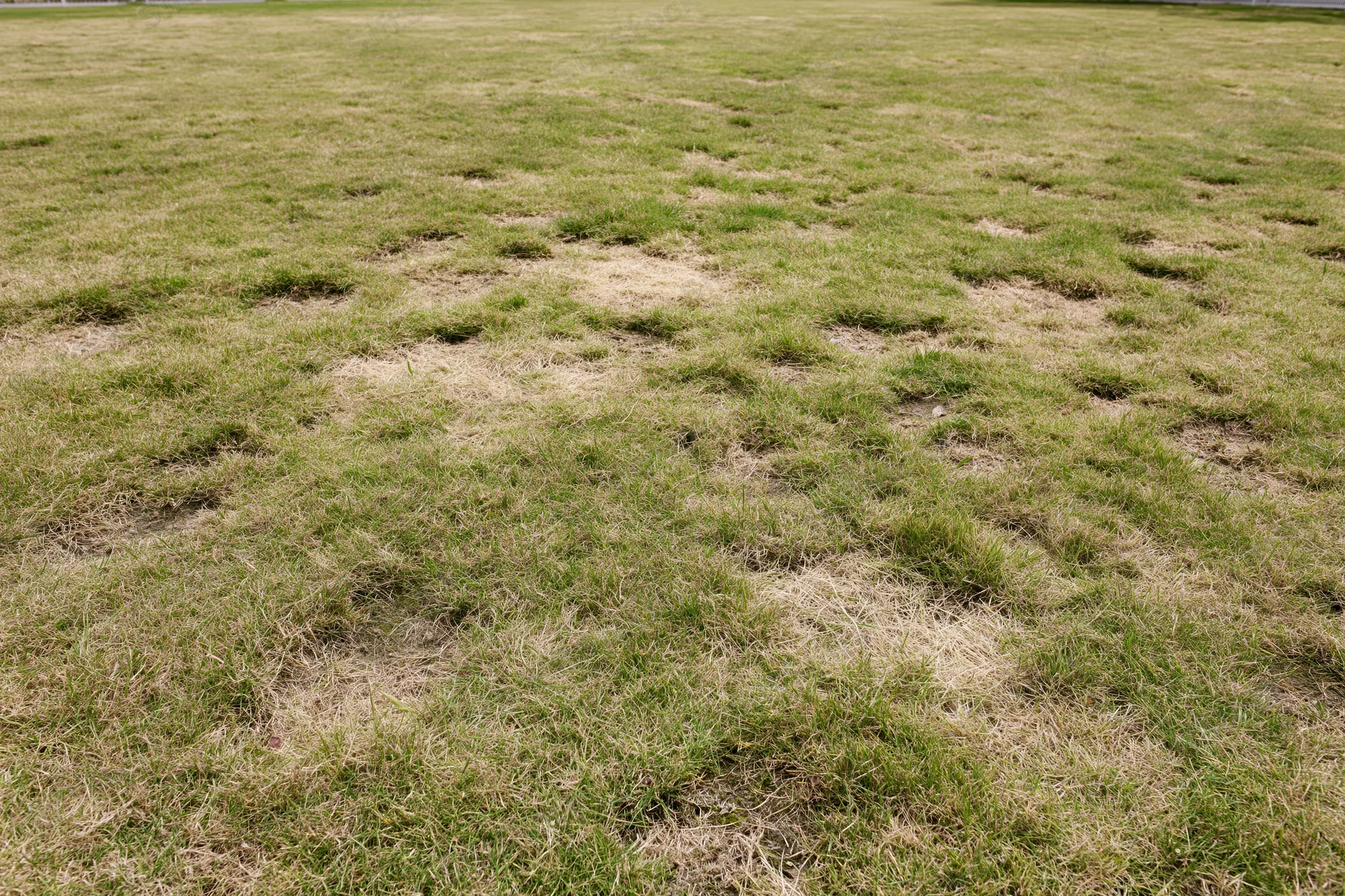 Lawn with scattered irregular dead patches across a flat yard