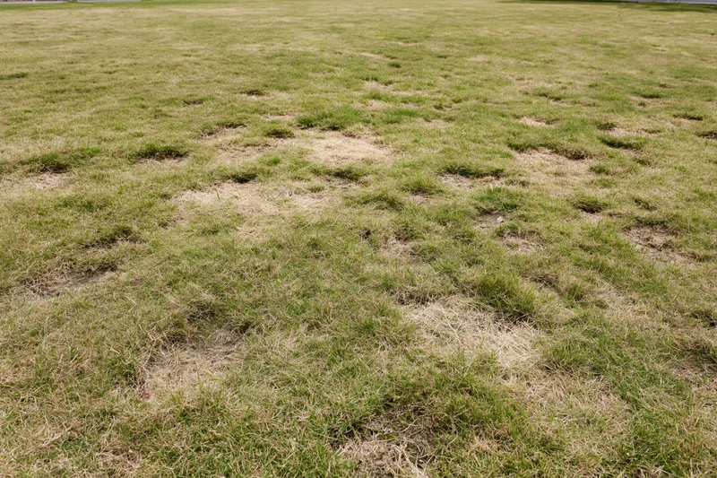 Lawn with scattered irregular dead patches across a flat yard