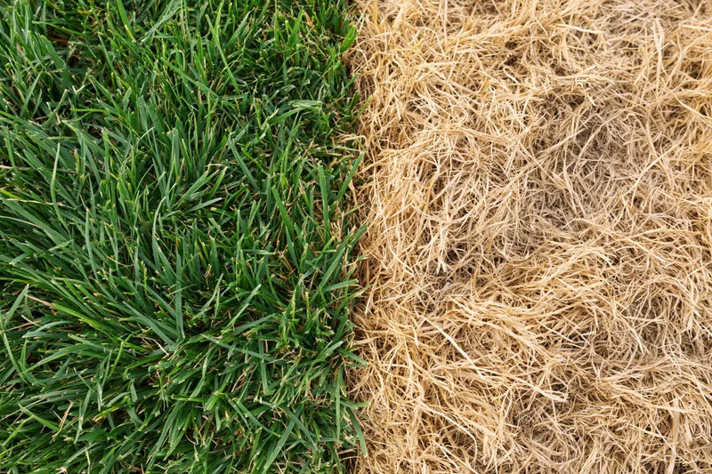 Lawn split down the middle showing lush green healthy grass on one side and dry brown dead grass on the other