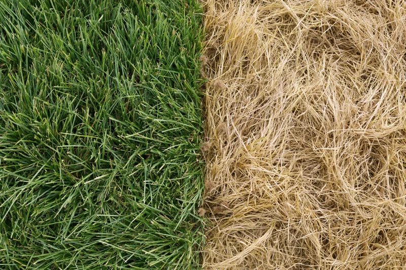 Lawn split down the middle showing lush green grass on one side and dry brown grass on the other