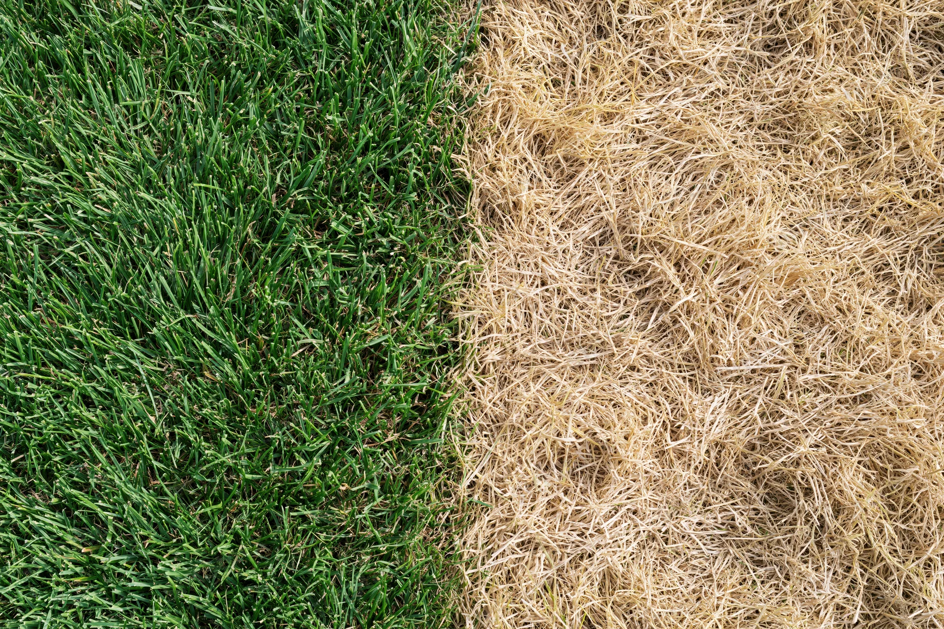 Lawn split down the middle showing lush green grass on one side and dry brown grass on the other