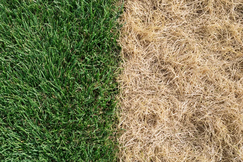 Lawn split down the middle showing lush green grass on one side and dry brown grass on the other