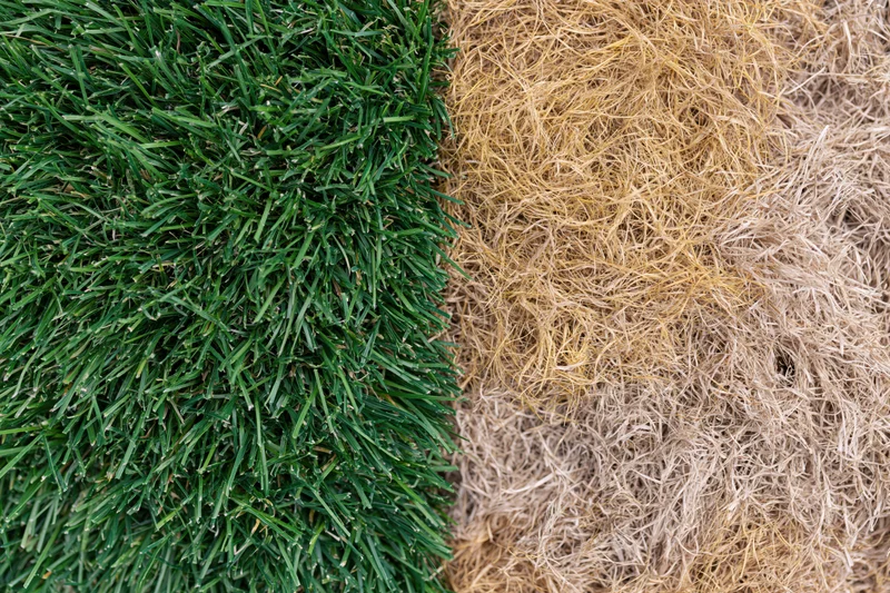 Lawn split down the middle showing lush green healthy grass on one side and dry brown dead grass on the other