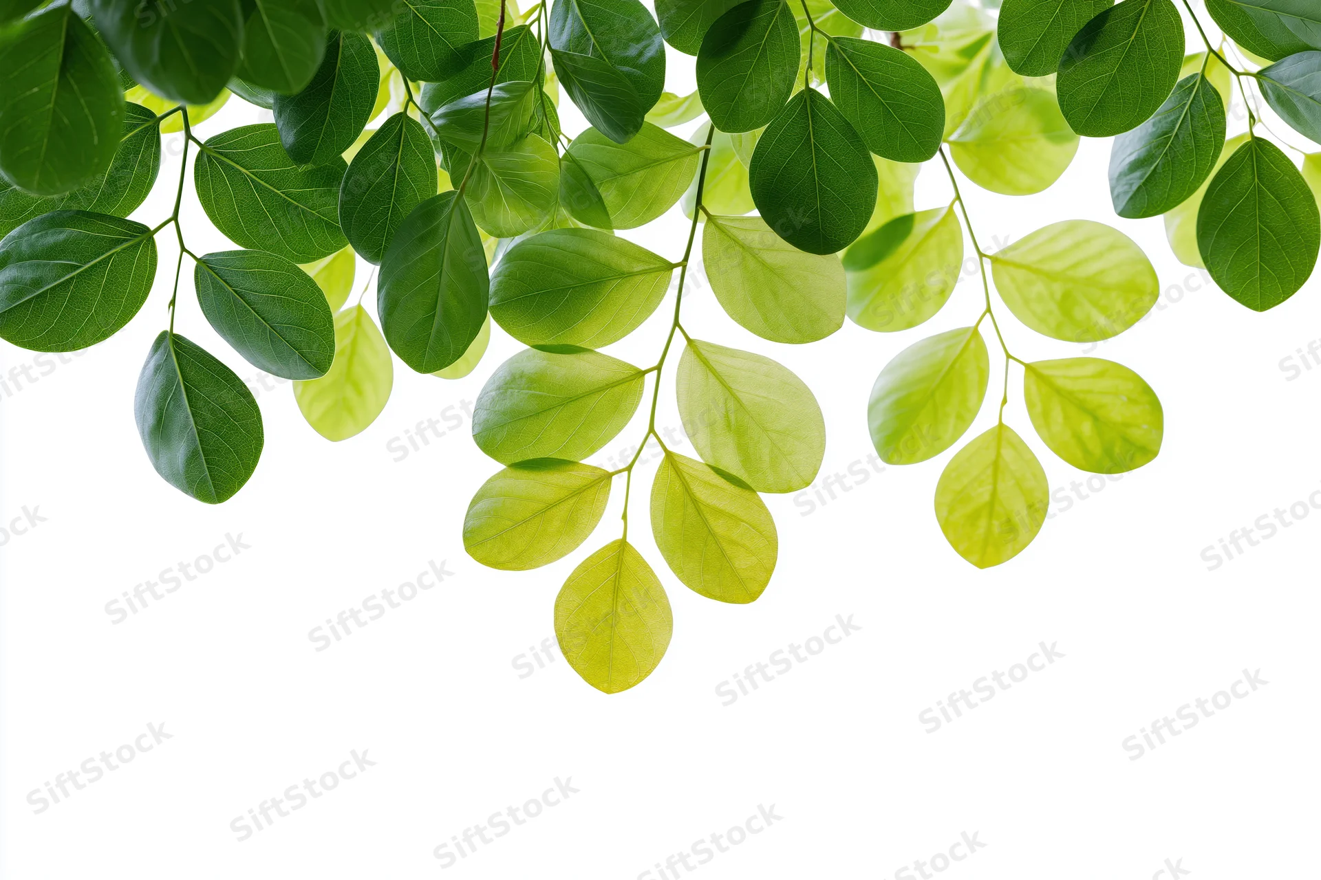 Oval green leaves on a branch extending across the frame with copyspace below