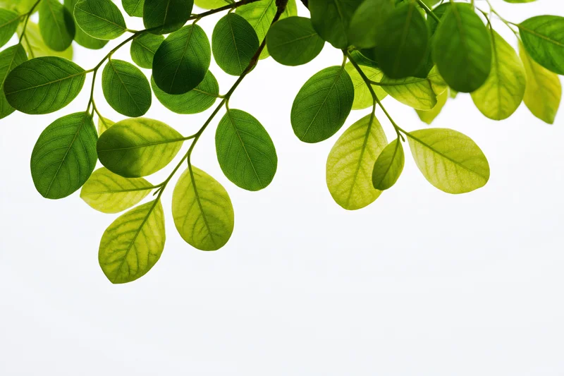 Leafy tree branch with oval green leaves extending across the frame against white background