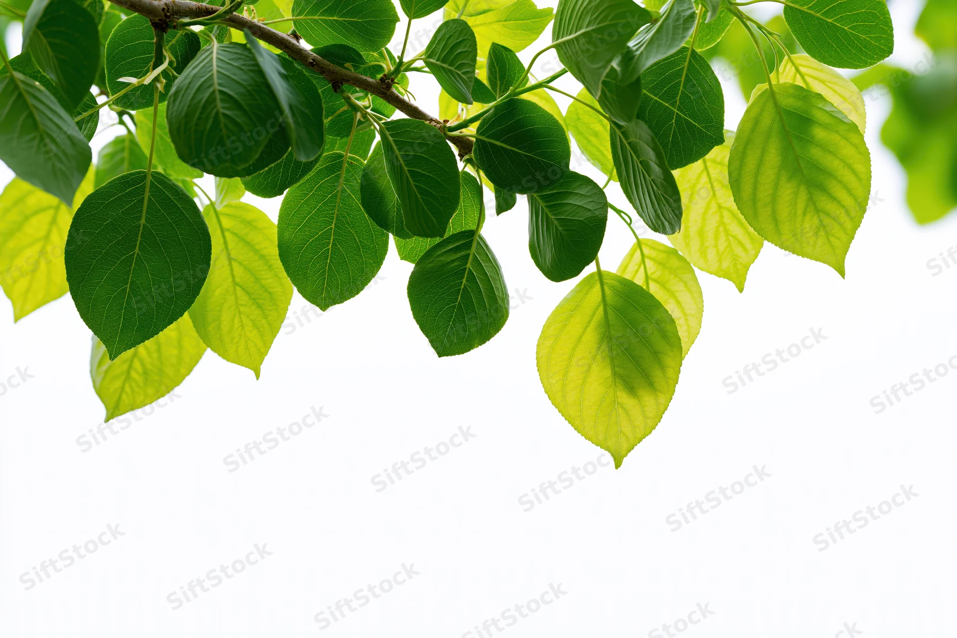 Leafy tree branch with oval green leaves extending across the frame against white background