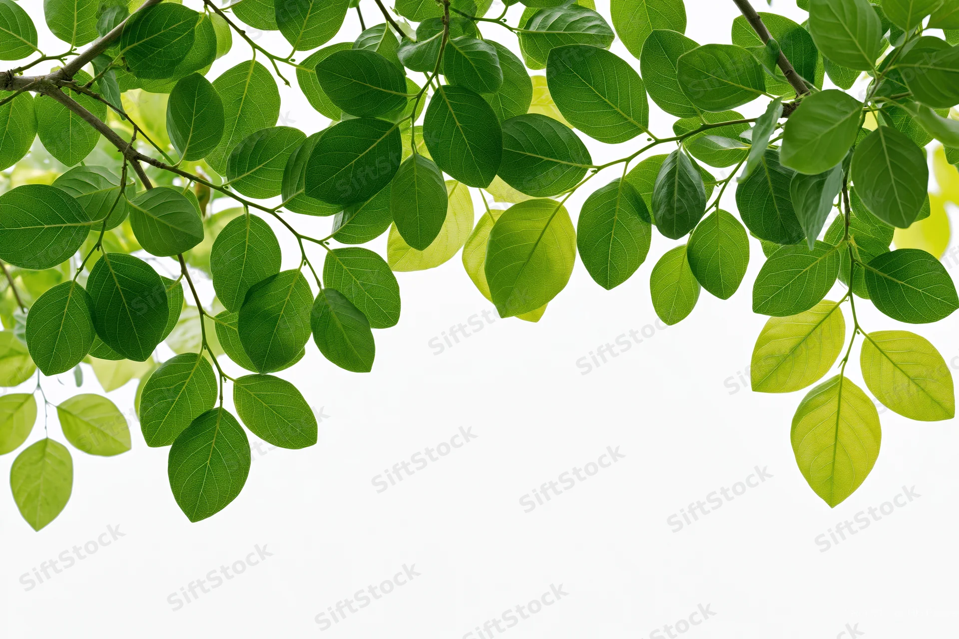 Leafy tree branch with oval green leaves extending across the frame, creating a natural border with copyspace below