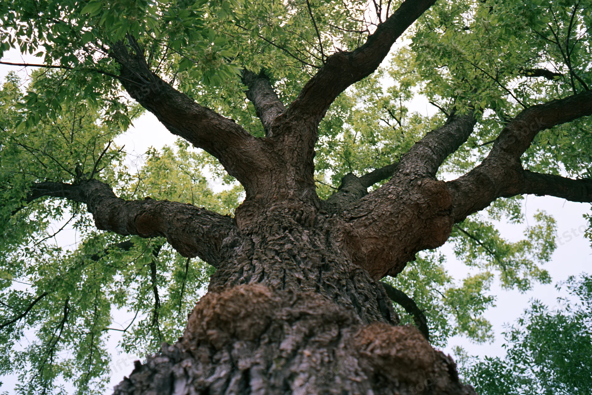 Upward view of an old deciduous tree trunk with spreading branches and green canopy against the sky