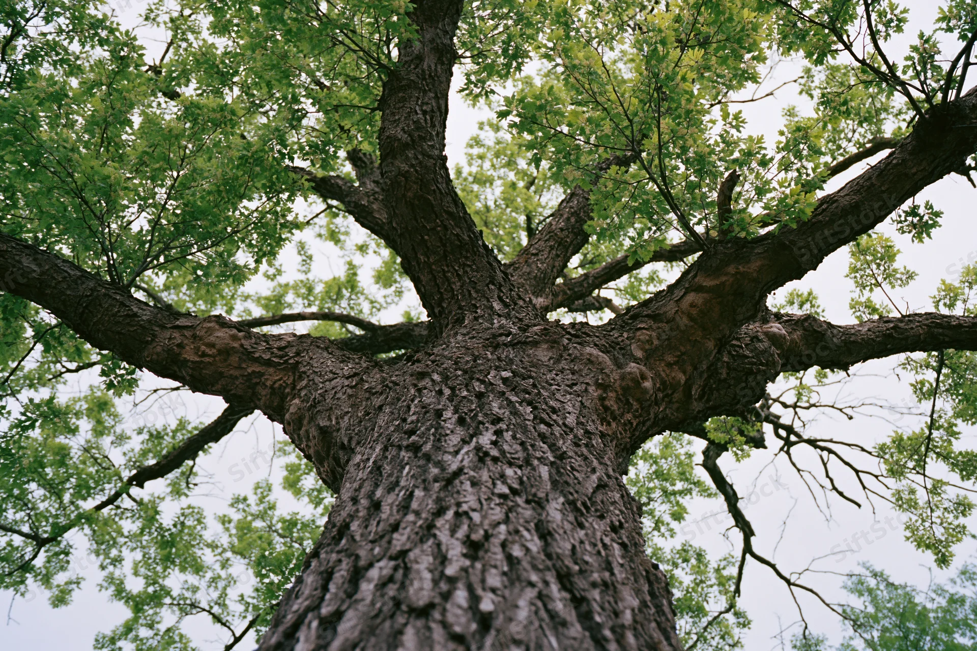 Old deciduous tree viewed from base looking up through branches and green canopy against sky