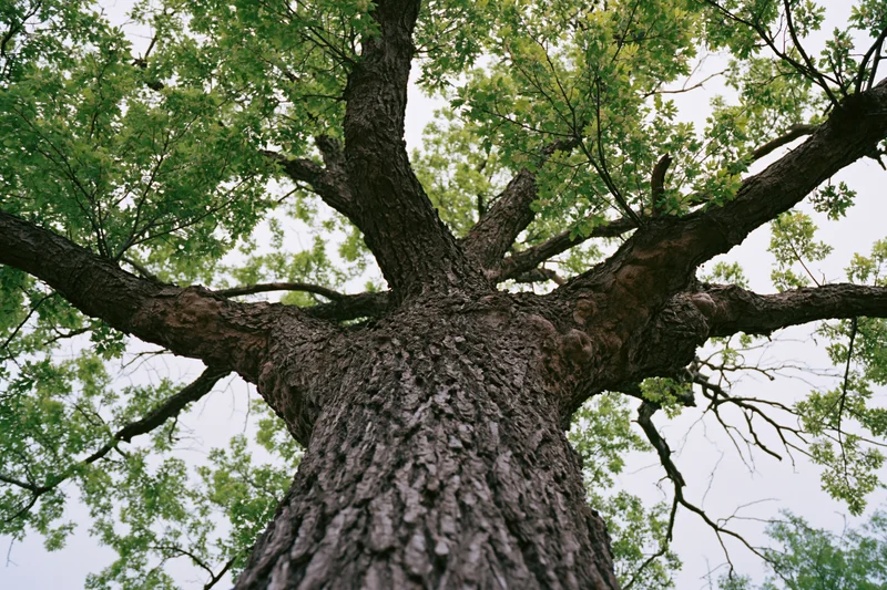 Old deciduous tree viewed from base looking up through branches and green canopy against sky