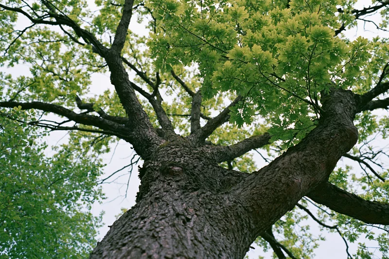 Upward view of a large old deciduous tree with spreading branches and fresh green-yellow leaves against the sky