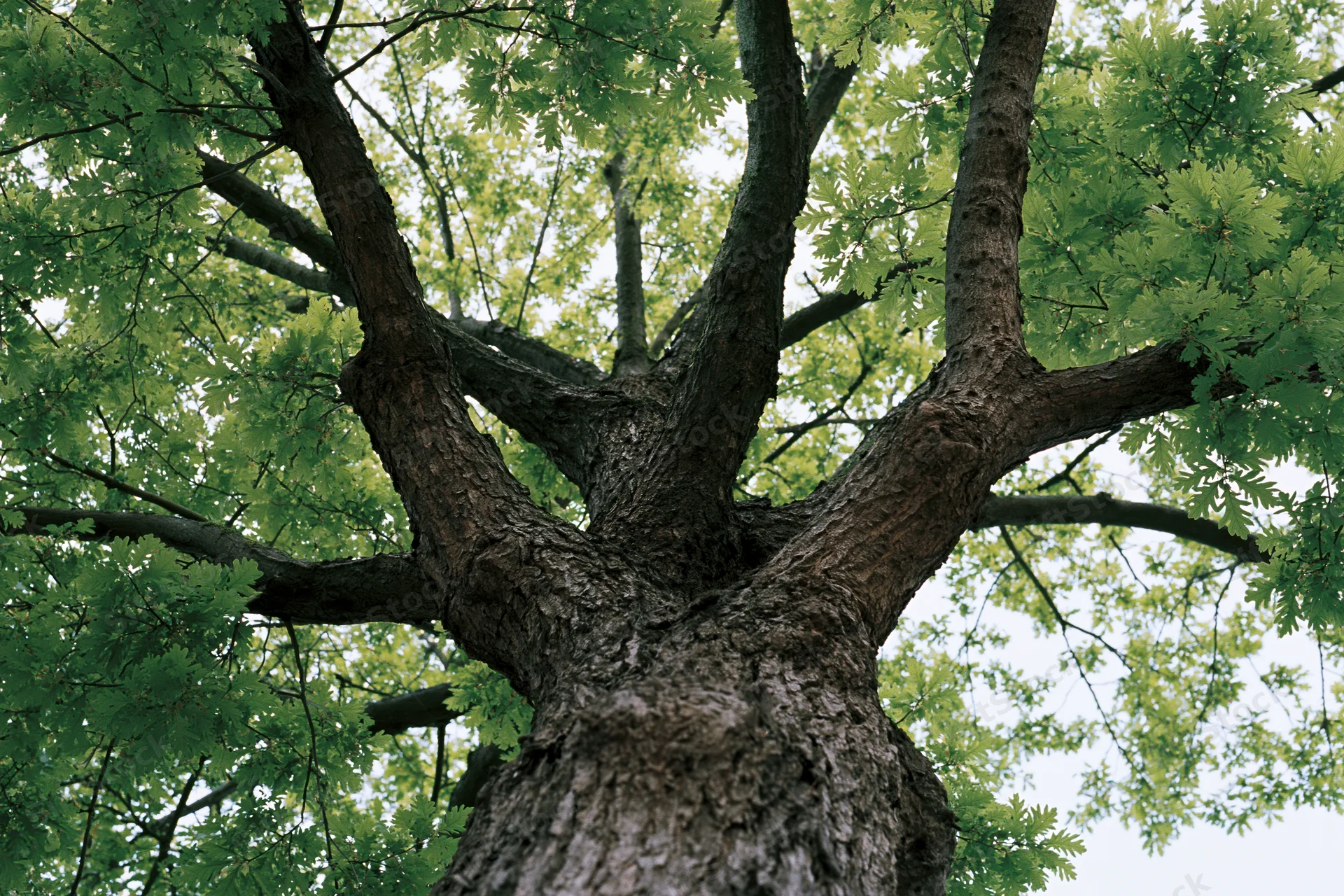 Upward view of a large old oak tree with spreading branches and green foliage against the sky