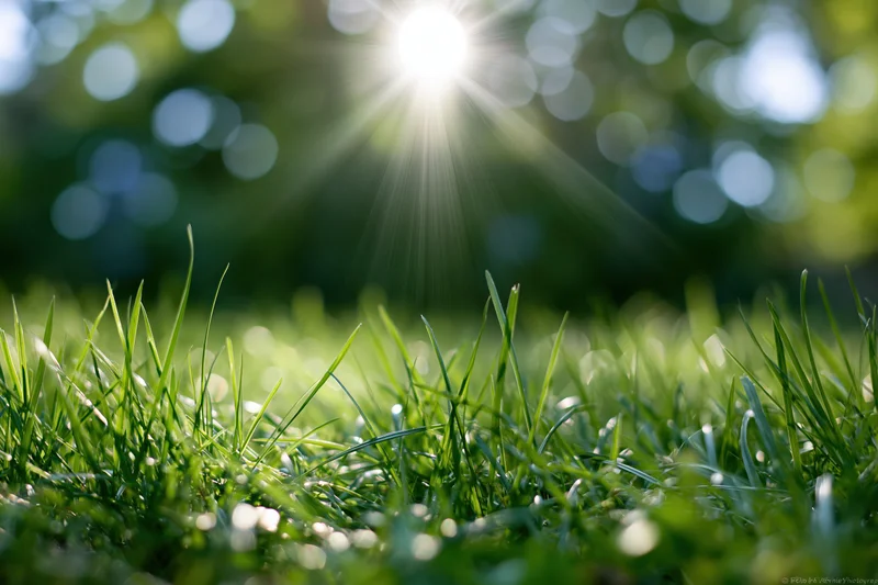 Fresh green grass in foreground with sunlight filtering through trees above