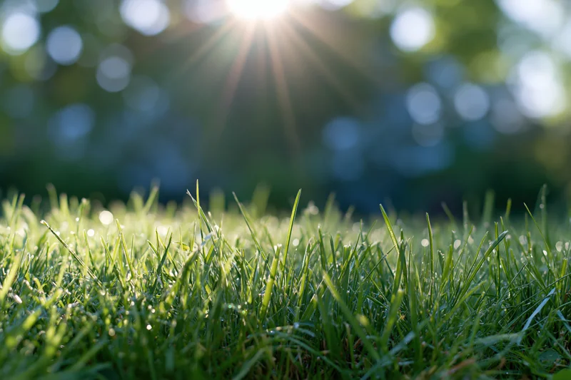 Fresh green grass in foreground with sunlight and bokeh background